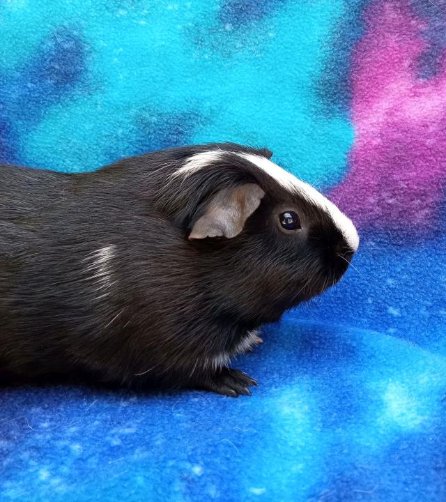adoptable Guinea Pig in Santa Barbara, CA named MATER