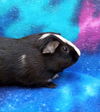 adoptable Guinea Pig in  named MATER