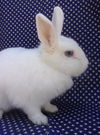 adoptable Rabbit in  named HANNAH BANANA BLUEBERRY