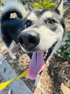 adoptable Dog in Santa Barbara, CA named MIA