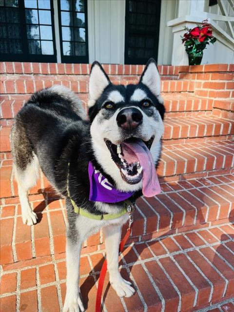 MIA - Siberian Husky available for adoption