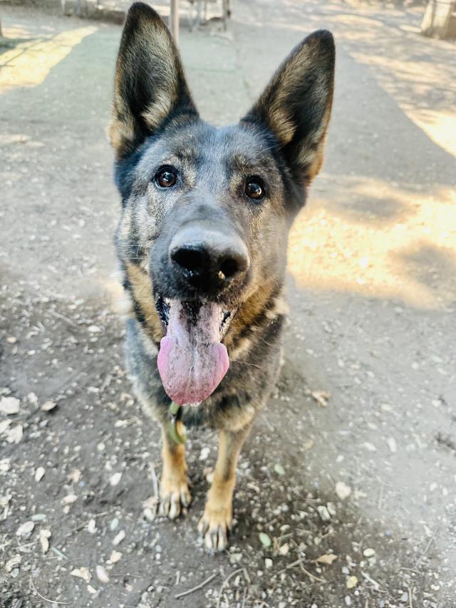 adoptable Dog in Santa Barbara, CA named ROXY