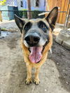 adoptable Dog in Santa Barbara, CA named COLONEL