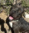 adoptable Dog in Santa Barbara, CA named CHICO