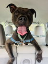 adoptable Dog in  named SUZIE