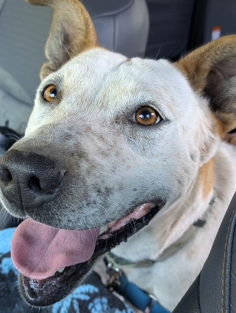 adoptable Dog in Santa Barbara, CA named LIZZY