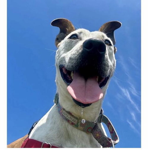 LIZZY, an adoptable Australian Cattle Dog in Santa Barbara, CA