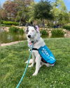 adoptable Dog in Santa Barbara, CA named SADIE