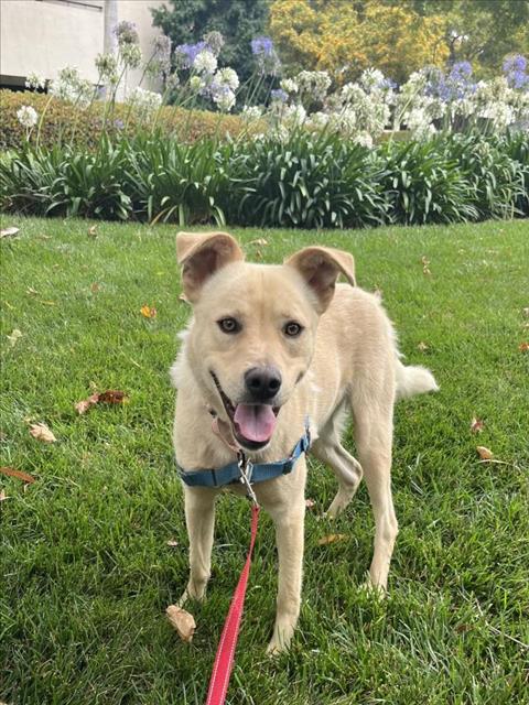 adoptable Dog in Santa Barbara, CA named HENRI