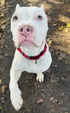 adoptable Dog in Santa Barbara, CA named PETEY