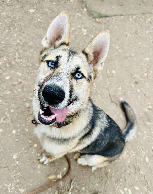 adoptable Dog in Santa Barbara, CA named TWILA