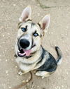 adoptable Dog in  named TWILA