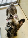 adoptable Dog in  named CHICANA