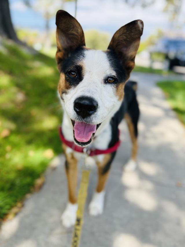adoptable Dog in Santa Barbara, CA named BISCUIT