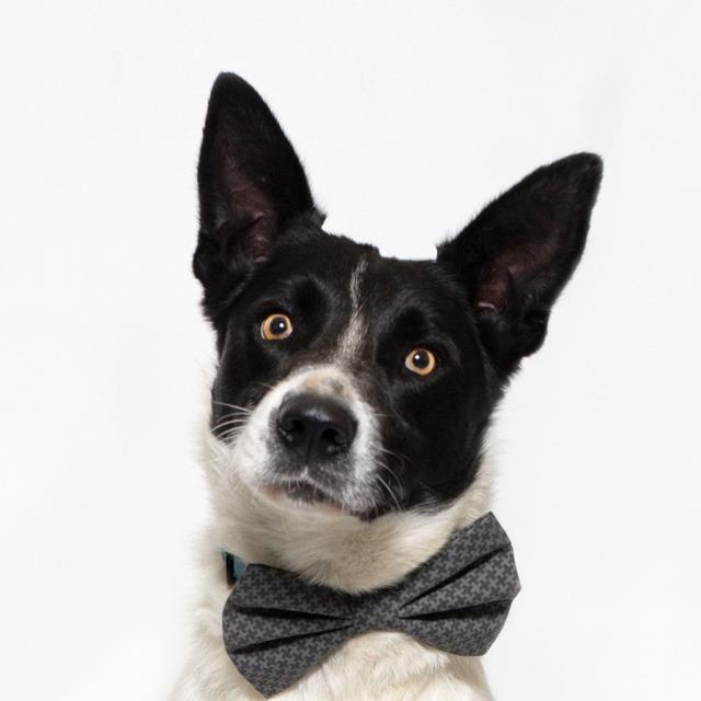 adoptable Dog in Santa Barbara, CA named PRANCER