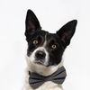 adoptable Dog in  named PRANCER