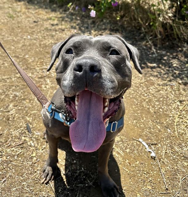 adoptable Dog in Santa Barbara, CA named LUNA