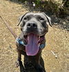 adoptable Dog in  named LUNA