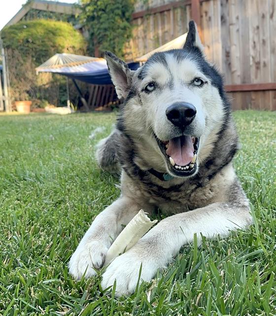 adoptable Dog in Santa Barbara, CA named RAY