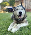 adoptable Dog in  named RAY