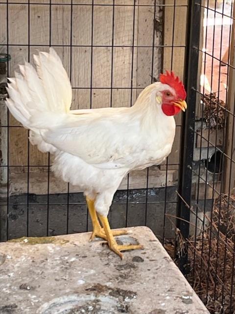 adoptable Chicken in Santa Barbara, CA named NUGGET
