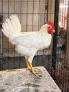 adoptable Chicken in  named NUGGET