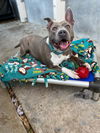 adoptable Dog in  named POPTART