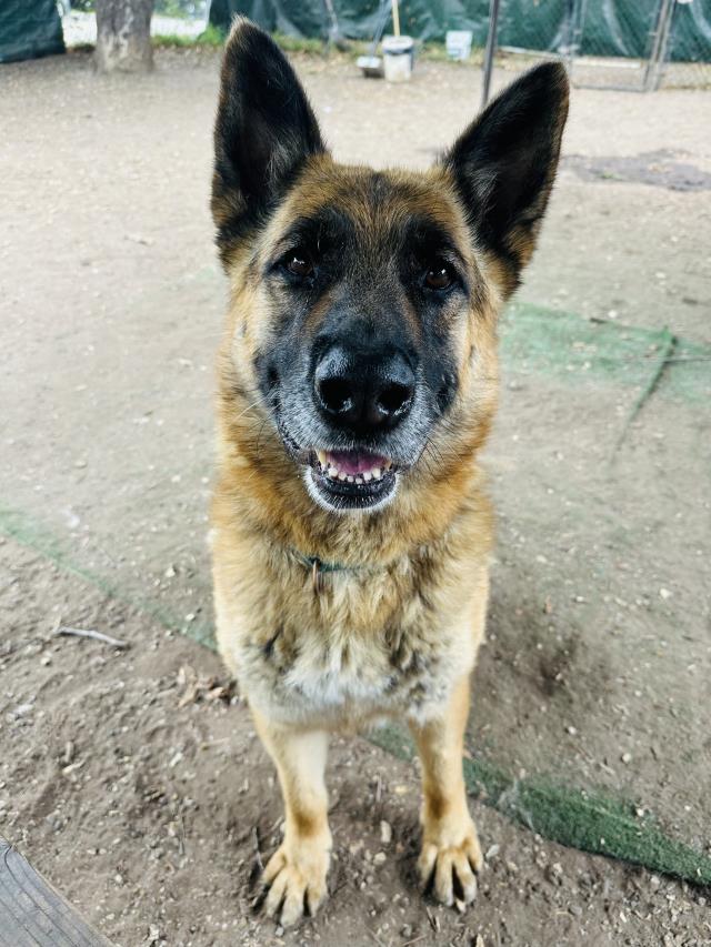 adoptable Dog in Santa Barbara, CA named NICK