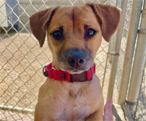 adoptable Dog in Santa Barbara, CA named MISO