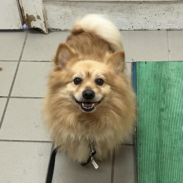adoptable Dog in Santa Barbara, CA named A545625