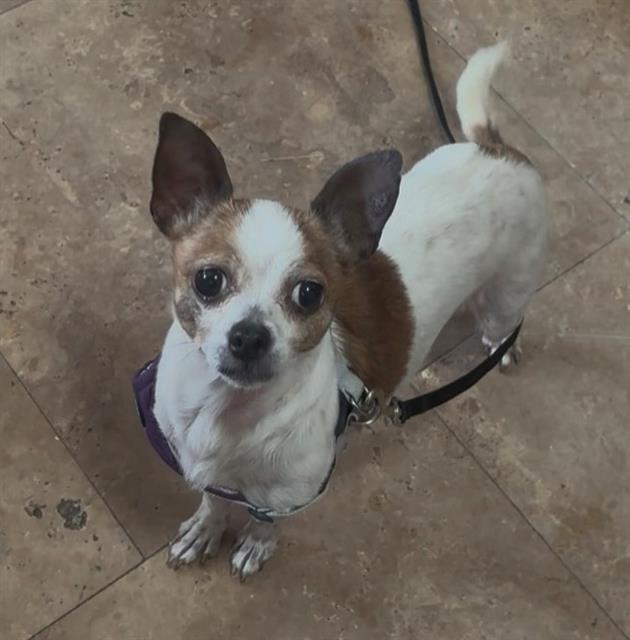 adoptable Dog in Santa Barbara, CA named SWEET PEA