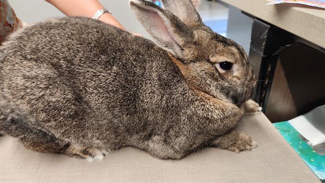 adoptable Rabbit in Santa Barbara, CA named GRACIE