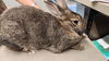 adoptable Rabbit in  named GRACIE