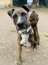 adoptable Dog in  named MARGO