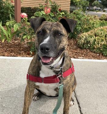 MARGO - American Staffordshire Terrier available for adoption