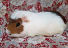 TINA - Photo 1