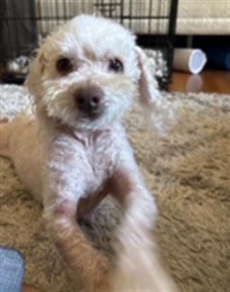 picture of the dog needing adoption