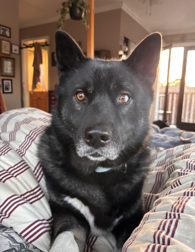 ROMO