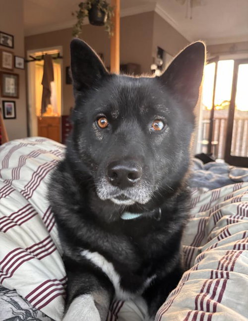 ROMO - Siberian Husky available for adoption