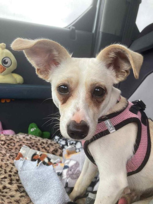picture of the dog needing adoption