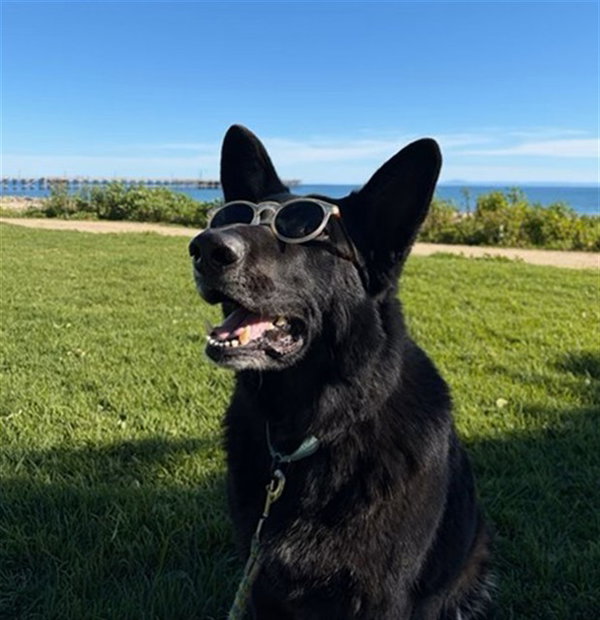 ACE