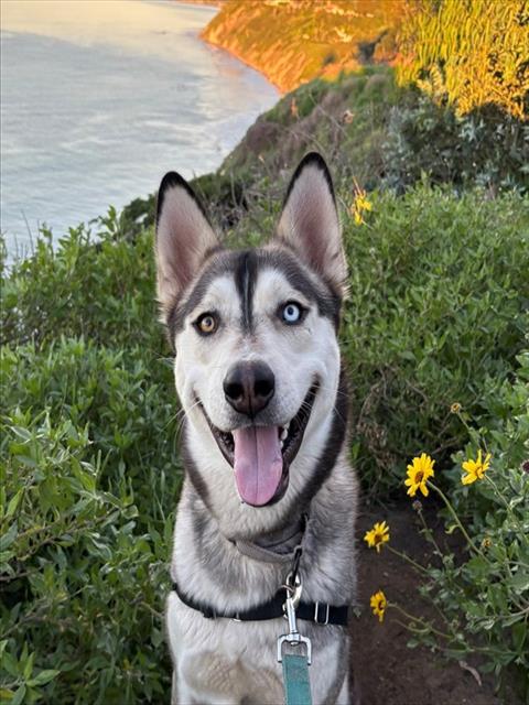 picture of the dog needing adoption