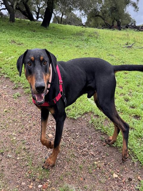 picture of the dog needing adoption