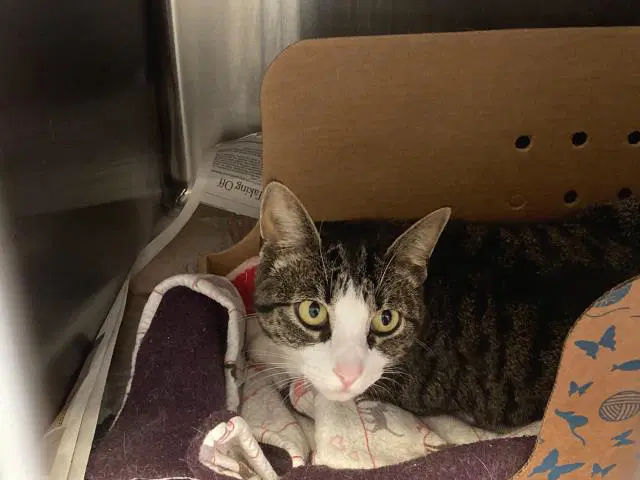 Asap-A- - Domestic Short Hair