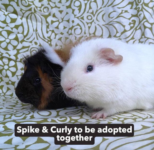 SPIKE