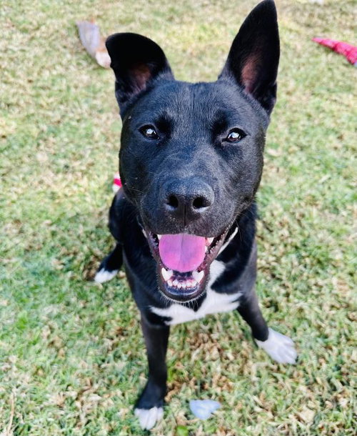 picture of the dog needing adoption