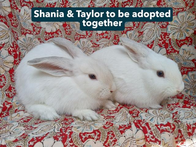 SHANIA Image