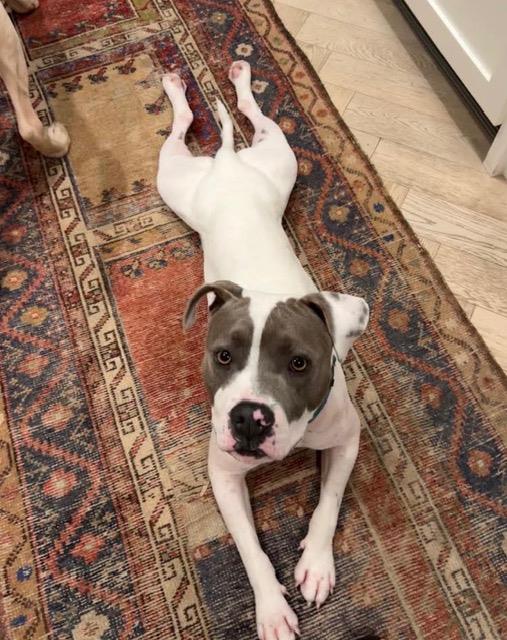 DOZER Image
