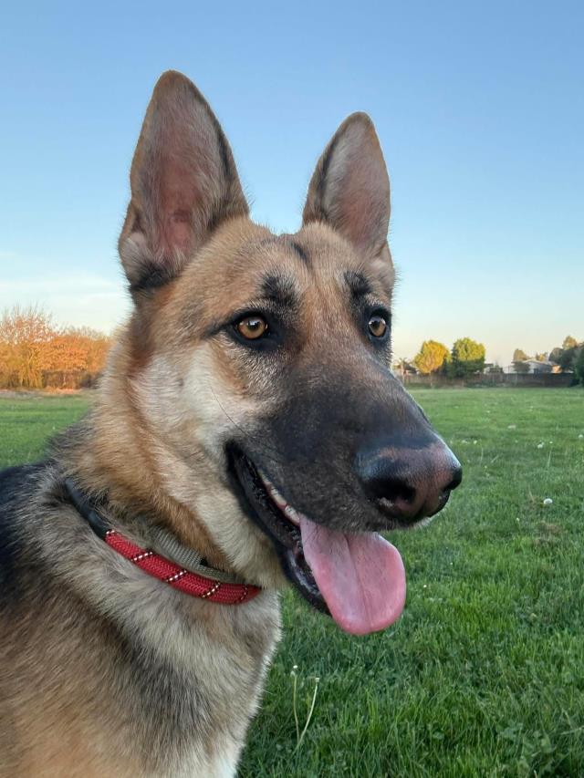 SOPHIE Image