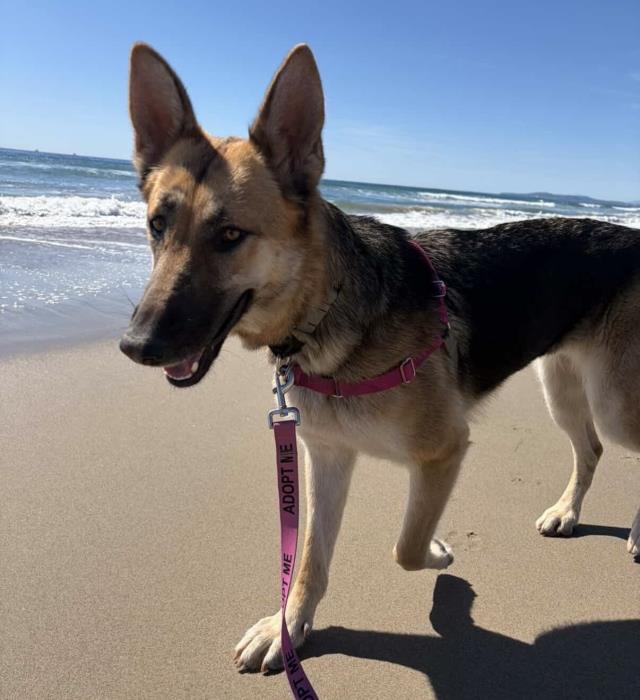 German Shepherd